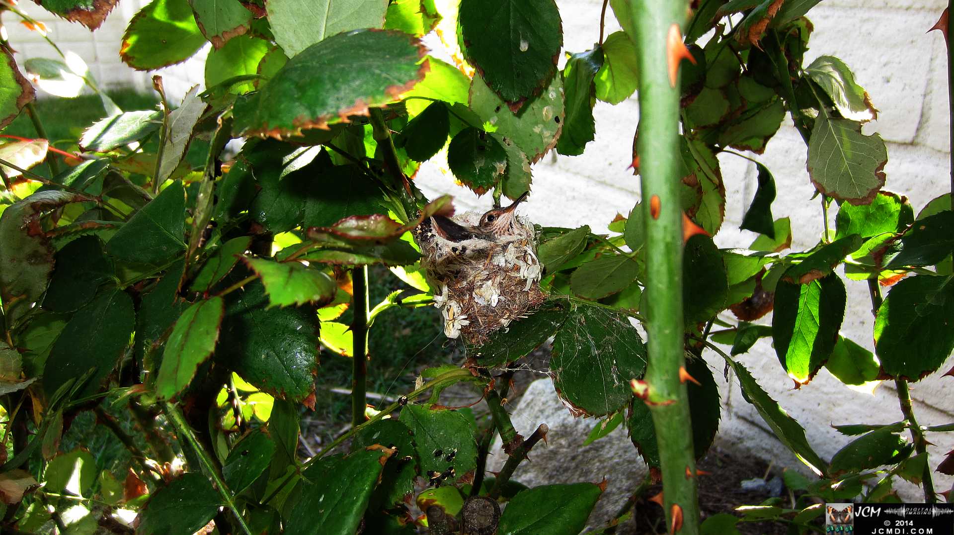 Allens Hummingbird chick and nest image 3-27-2014